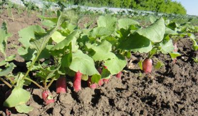 Radishes all in a row