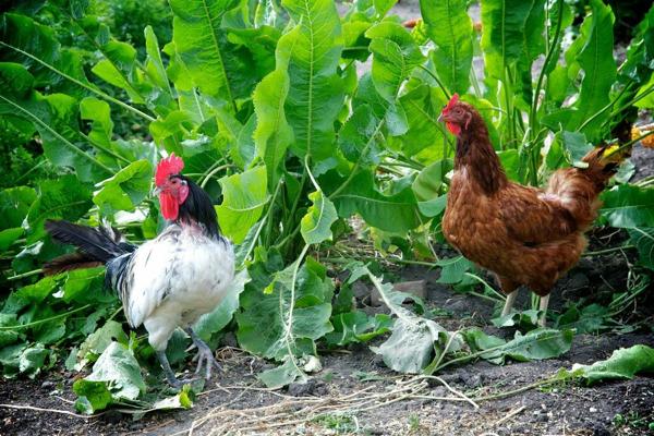 haberman garden chickens