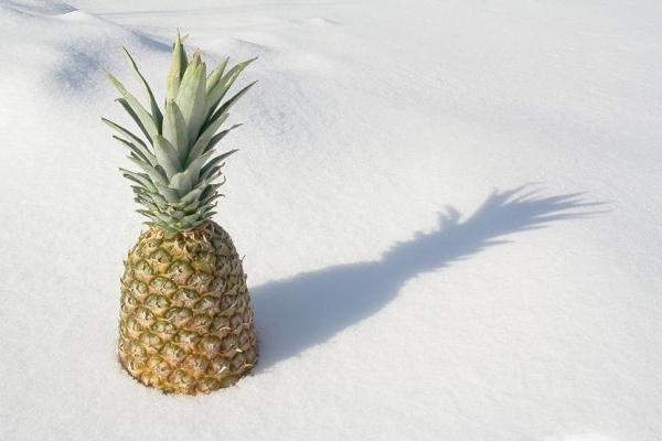 pineapple in snow