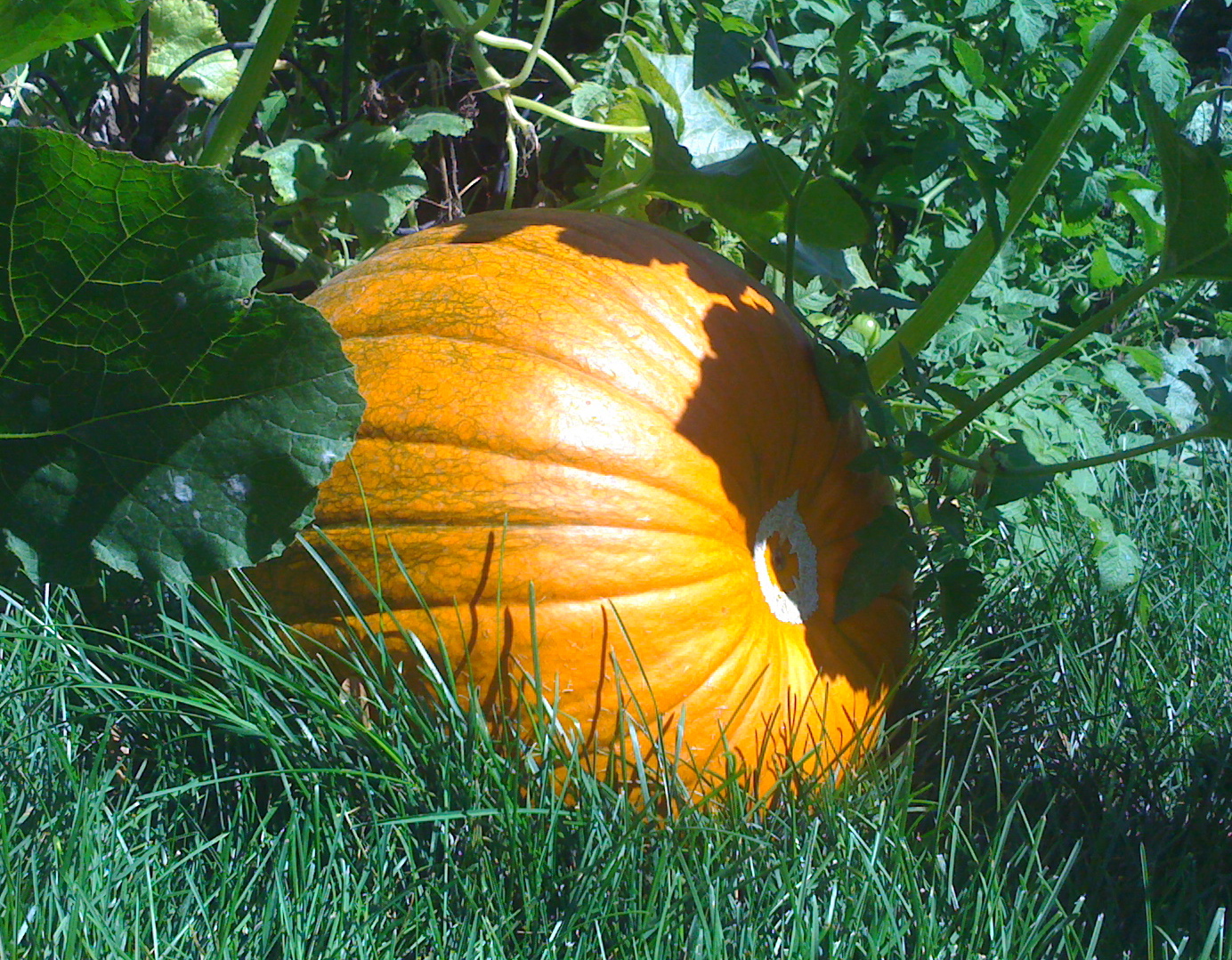 Beware of pumpkin seeds: they can actually grow into pumpkins that will take over your entire garden.