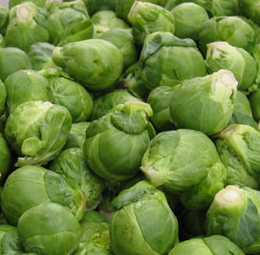 Rosen Kohl 120+Same Urban Gardening Cabbage Brussels Sprouts Winter Farming