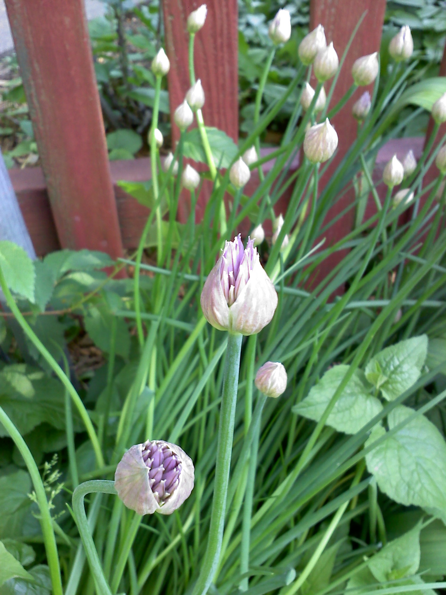 Chives: Chives