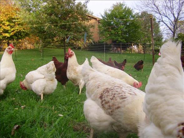 Happy chickens at Sunshine Harvest Farm, source of eggs for our CSA members 