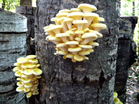Gold oyster mushrooms at Cherry Tree House Mushrooms