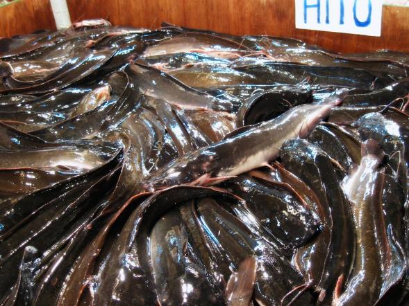 Hito Catfish at Cubao Farmers' Market in Metro Manila