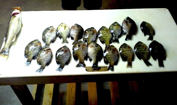 The fishing haul: 17 sunfish and one walleye