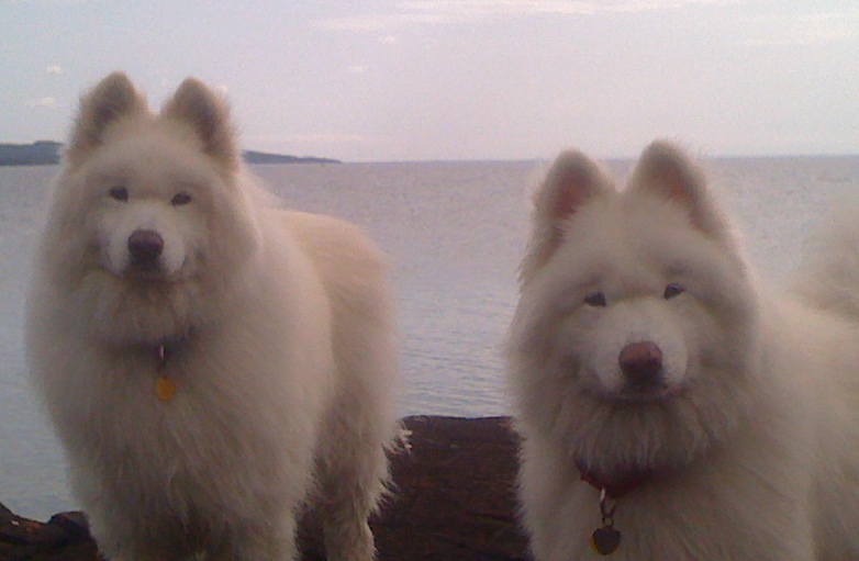 Locavores for 9 years -- Kona, left, age 13 and Maui, right, age 11. 