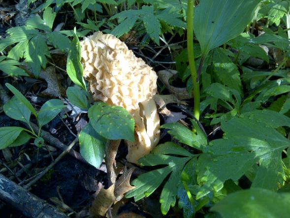 A morel in the wild
