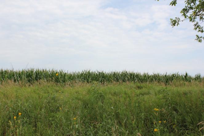 he rise of the Conservation Reserve Program (CRP) took a lot of acres out of crop production and placed them in restored prairies with the hopes of decreasing soil erosion and increasing water quality and biodiversity.