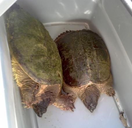 Snapping turtles, Myrtle and Meany