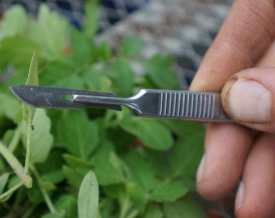 Using a scalpel to precisely cut and graft tomatoes